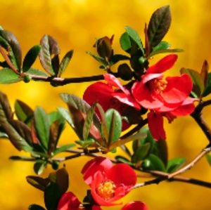 Meet your Posher, Monica